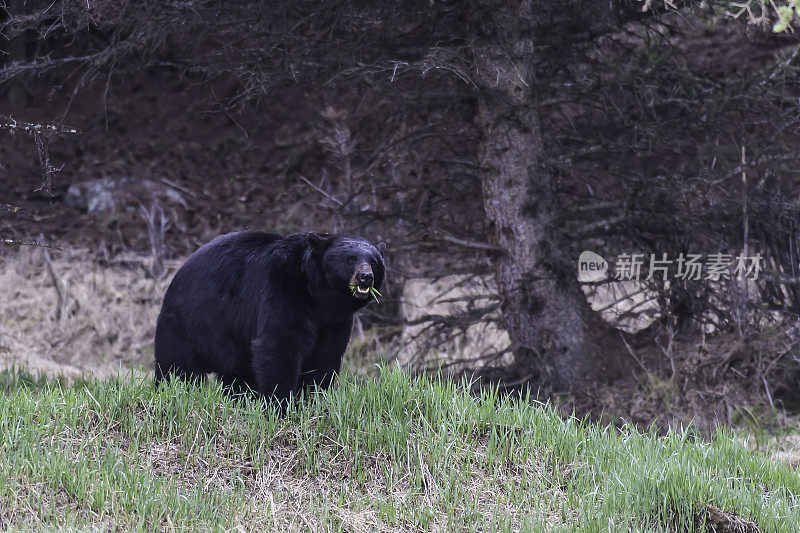 美国黑熊(Ursus americanus)是一种中等体型的熊，原产于北美，常见于黄石国家公园。男性的熊。